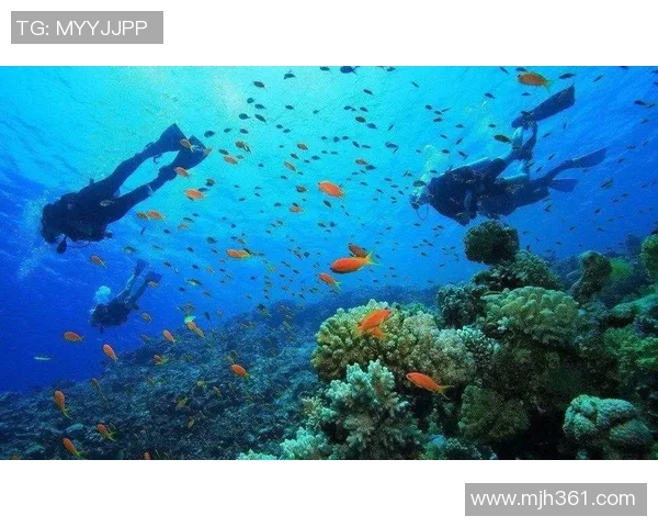 游泳装备全攻略:从泳衣到泳镜,打造完美水中体验 游泳装备全攻略:从泳衣到泳镜,打造完美水中体验